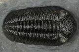 Prone Pedinopariops Trilobite - Mrakib, Morocco #348134-3